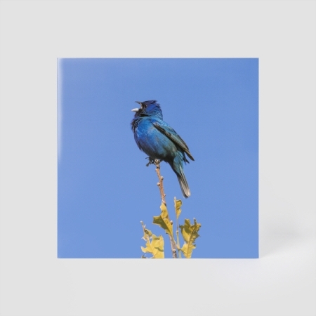 윤지영 - BLUE BIRD [EP] [CLEAR COLOR] [LP/VINYL]